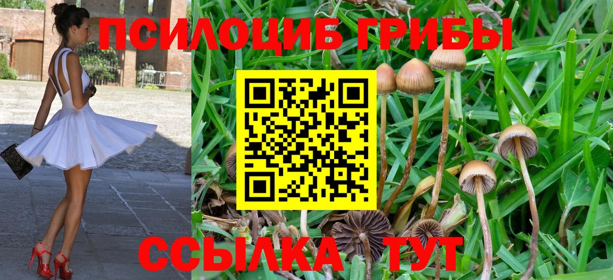 Галлюциногенные грибы Psilocybe  Вход с VPN  Галлюциногенные грибы GOLDEN TEACHER  купить закладку  Выборг 